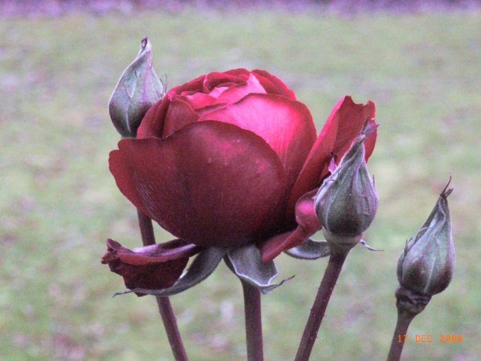 glad blomst